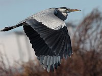 jan 065  Grey Heron : jan